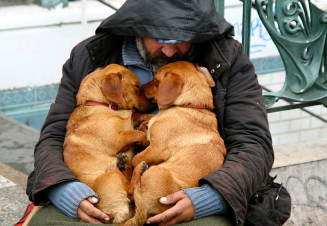 Любимая собака 1 6. Доброе отношение к животным это. Сочувствие животным. Доброта к животным. Человечность к животным.